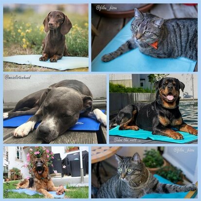 Nosli Zelfkoelende Koelmat voor Honden en Katten 50x90 cm Zeeblauw