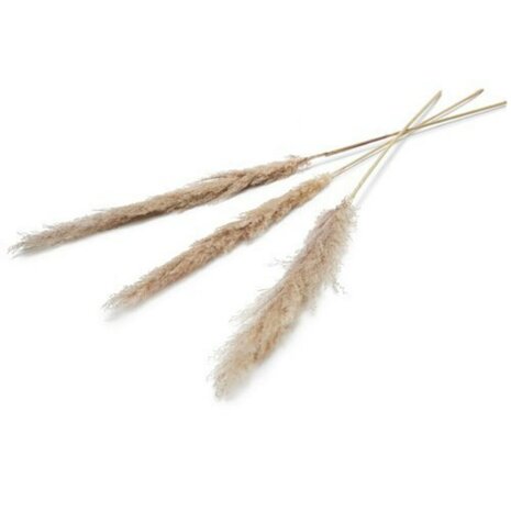 Pampas Kunstbloem 150 Cm Set Van 3 Naturel