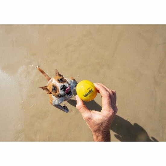 Waboba Pet Fetch Ball